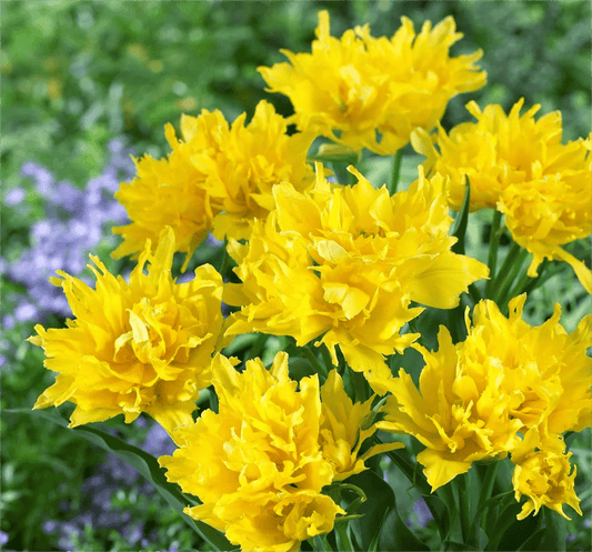 Bulbi Lalele Monte Spider - Pachet 5 Bulbi - Aqua Flowers