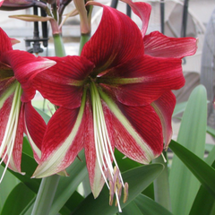 Bulbi Amaryllis – Ruby Star – Aqua Flowers