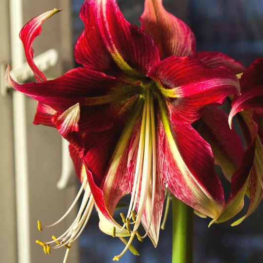 Bulbi Amaryllis – Ruby Star – Aqua Flowers