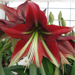 Bulbi Amaryllis – Ruby Star – Aqua Flowers