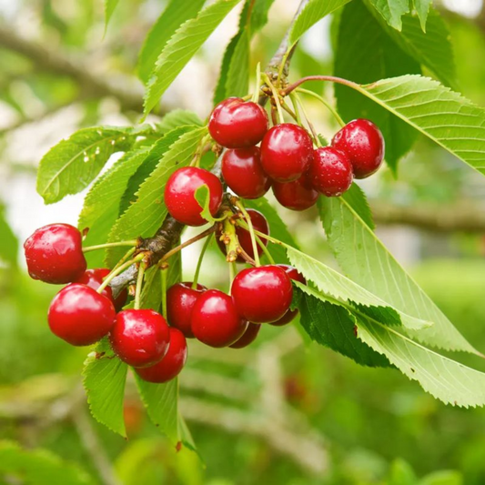 Cires Stella - Anul 2-3 - Rădăcină Ambalată - Aqua Flowers