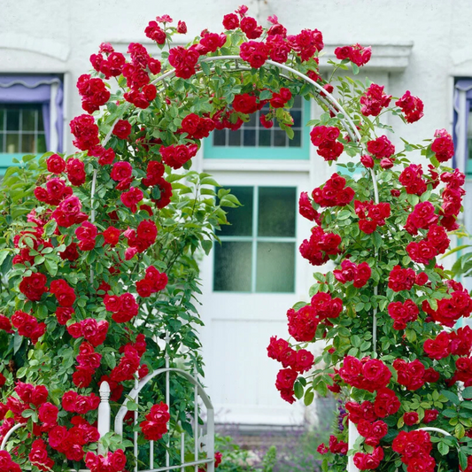 Trandafiri Cățărători - Sympathie - Rădăcină Ambalată - Aqua Flowers