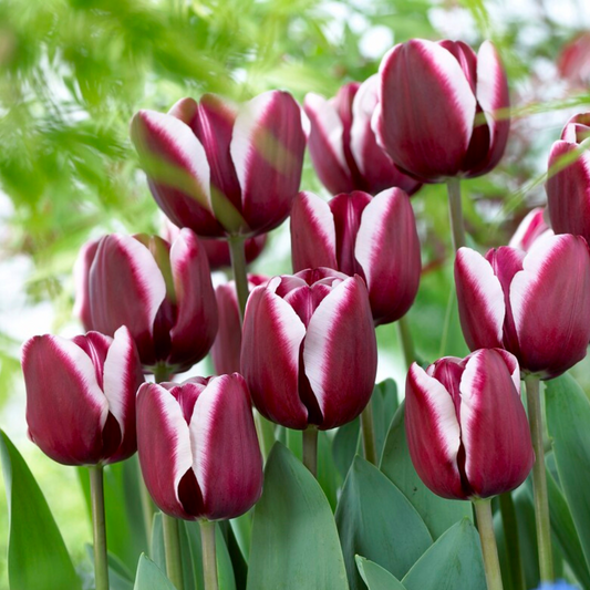 Bulbi Lalele Triumph Fontainebleau – Pachet 5 Bulbi - Aqua Flowers