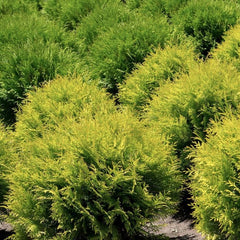 Thuja - Miriam Gold - ghiveci 2L - Aqua Flowers