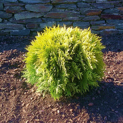 Thuja - Miriam Gold - ghiveci 2L - Aqua Flowers