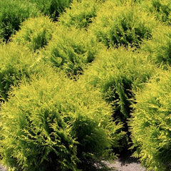 Thuja - Miriam Gold - ghiveci 2L - Aqua Flowers