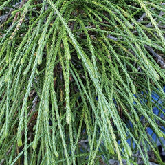 Thuja -Plicata whipecord - ghiveci 2L - H 30 - 40 cm