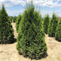 Thuja Smarag - Ghiveci 2L - Aqua Flowers