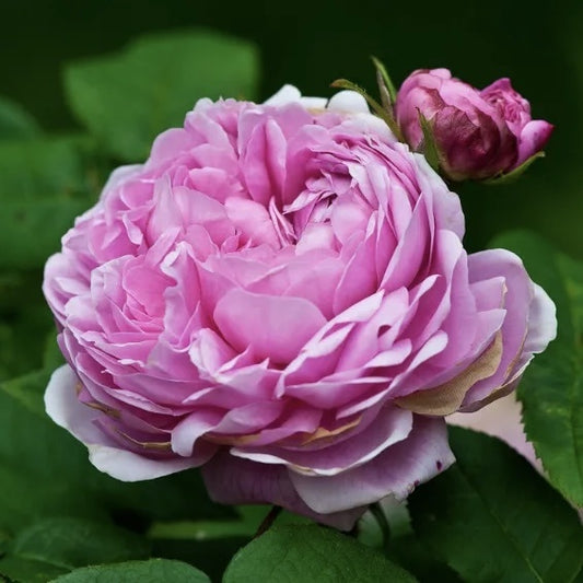 Trandafiri de Dulceata - Jacques Cartier - Rădăcină ambalată - Aqua Flowers