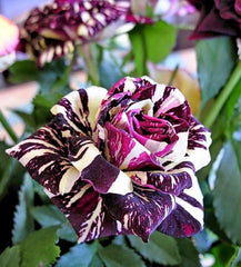 Trandafiri Floribunda Abracadabra - Anul 3 - Ghiveci 2L