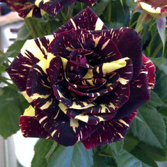 Trandafiri Floribunda Abracadabra - Anul 3 - Ghiveci 2L