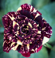 Trandafiri Floribunda Abracadabra - Anul 3 - Ghiveci 2L
