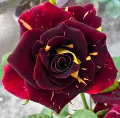 Trandafiri teahibrizi - Hocus Pocus - Anul 3 - Ghiveci 2L