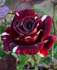 Trandafiri teahibrizi - Hocus Pocus - Anul 3 - Ghiveci 2L