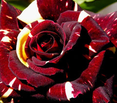 Trandafiri teahibrizi - Hocus Pocus - Anul 3 - Ghiveci 2L