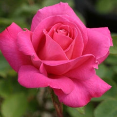 Trandafiri teahibrizi - Pink - Anul 3 - Ghiveci 2L