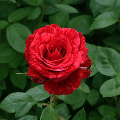 Trandafiri teahibrizi - Red Intuition - Anul 3 - Ghiveci 2L