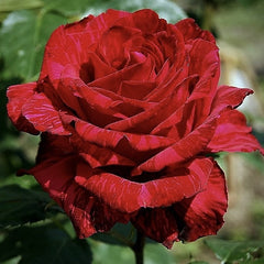 Trandafiri teahibrizi - Red Intuition - Anul 3 - Ghiveci 2L