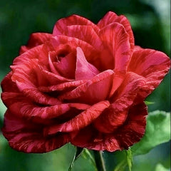 Trandafiri teahibrizi - Red Intuition - Anul 3 - Ghiveci 2L