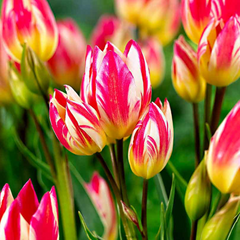 Bulbi de Lalele Tricolette - Pachet 3 Bulbi, Aqua Flowers