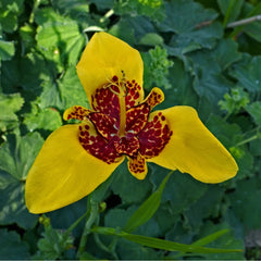 Trigridia - Aurea - Pachet 5 bulbi - Aqua Flowers