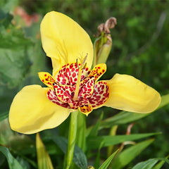 Trigridia - Aurea - Pachet 5 bulbi - Aqua Flowers