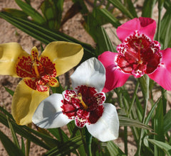 Trigridia - Pavonia mixt - Pachet 5 bulbi - Aqua Flowers