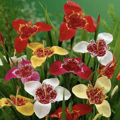 Trigridia - Pavonia mixt - Pachet 5 bulbi - Aqua Flowers