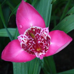 Trigridia - Pink - Pachet 5 bulbi - Aqua Flowers