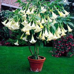 Trompeta ingerilor - Brugmansia - La ghiveci de 3L - Inaltime la livrare 60-70cm - Aqua Flowers