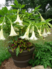 Trompeta ingerilor - Brugmansia - La ghiveci de 3L - Inaltime la livrare 60-70cm - Aqua Flowers