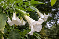 Trompeta ingerilor - Brugmansia - La ghiveci de 3L - Inaltime la livrare 60-70cm - Aqua Flowers