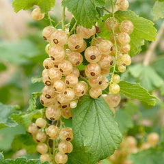 Coacăz Alb Tufă – Rădăcină Ambalată – Aqua Flowers