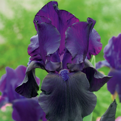 Bulbi Iris Germanica Tuxedo - 1 Rizom - Aqua Flowers