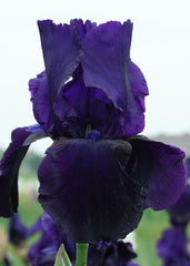 Bulbi Iris Germanica Tuxedo - 1 Rizom - Aqua Flowers