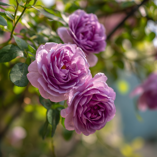 Trandafiri catǎratori - Indigoleta - Rădăcină ambalată - Aqua Flowers