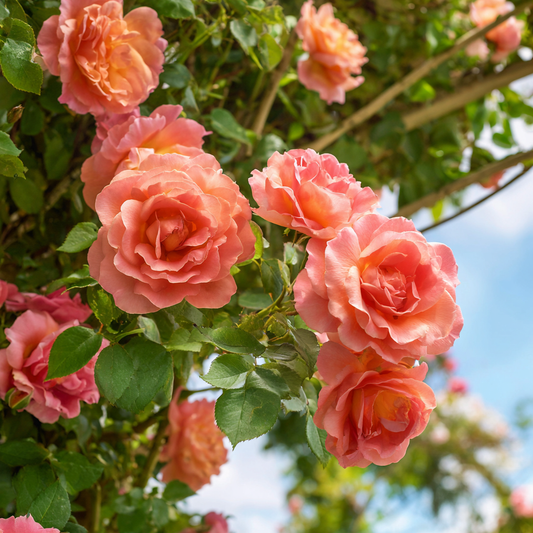 Trandafiri catǎratori - Ines Sastre - Rădăcină ambalată - Aqua Flowers
