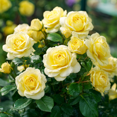 Trandafiri Floribunda - Lemon Siluette - Anul 3 - Ghiveci 2L