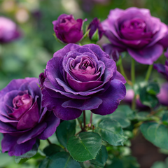 Trandafiri Floribunda - Purple Eden - Anul 3 - Ghiveci 2L