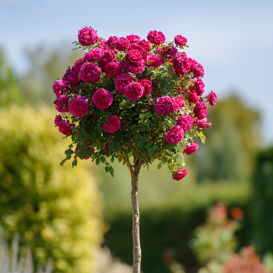 Trandafiri Pomisor - Roze Pienna Parfumat -radacina ambalata - Anul 2 - inaltime 140-160 cm la livrare - Aqua Flowers