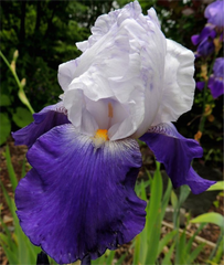 Bulbi Iris Germanica Arpege - 1 Rizom - Aqua Flowers