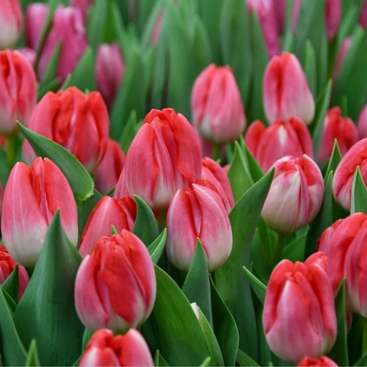 Bulbi Lalele Up Pink - Pachet 5 Bulbi - Aqua Flowers