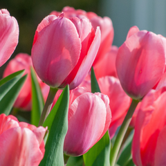 Bulbi Lalele Up Pink - Pachet 5 Bulbi - Aqua Flowers