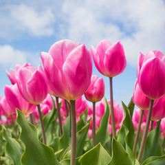 Bulbi Lalele Up Pink - Pachet 5 Bulbi - Aqua Flowers