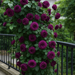 Trandafiri Cățărători Parfumați - Violete - Rădăcină Ambalată - Aqua Flowers