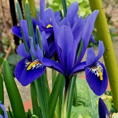 Bulbi Iris Hollandica - Pachet 5 Bulbi - Aqua Flowers