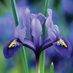 Bulbi Iris Hollandica - Pachet 5 Bulbi - Aqua Flowers