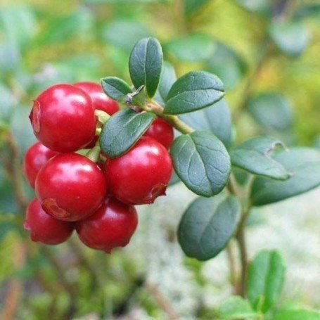 Afin americam (Merisor) - Ghiveci 2L - inaltime la livrare 40-50cm - Vesnic verde