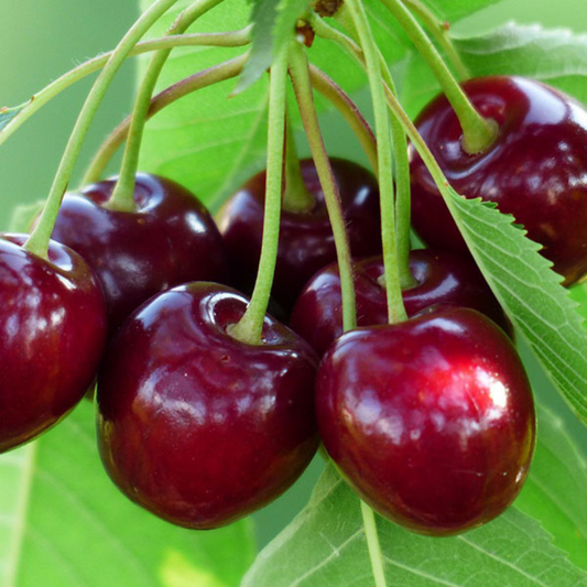 Cires Van - Anul 2-3 - Rădăcină Ambalată - Aqua Flowers