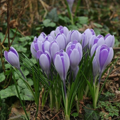 Brândușe Vanguard – Pachet 5 Bulbi – Aqua Flowers